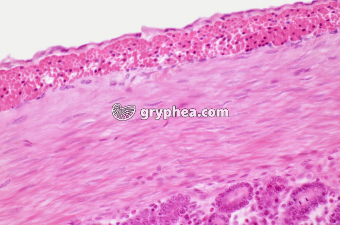 Mucle lisse intestin CL x100 - gryphea.com